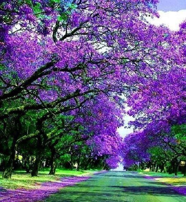 light purple tree